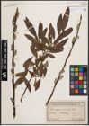 Foto von Salix caprea L. x Salix viminalis L.